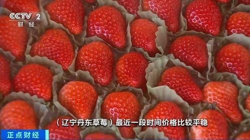 草莓国产在线视频,尽享田园风光与美味果实